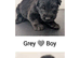 Stunning German shepherd cross puppies
