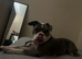 grey Merle bulldog girl