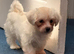 Bichon maltese