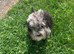 Stunning  miniature sheepadoodle boys