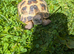 6 year old male