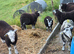 Herdwick Ewe Gimmer Lambs