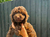 Gorgeous Cockapoo Puppies