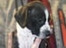 American bully cross dalmation