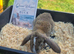 Stunning French Lop Litter