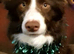 Studding a male border collie