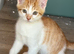 3 cute kittens for sale