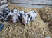 Mini piglets