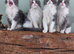 Maine coon x Ragdoll 12 week kittens 2 male 2 female
