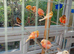 Colour canaries for sale