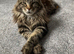 For Stud Maine coon