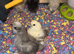 Silkie chicks