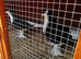 Lahori Pigeons