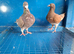 Muleman Breeder Pair