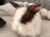 Pure bred Mini lops mixed litter
