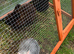 Rabbits
