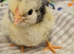 Silver Laced wyandotte Bantams chicks ×5
