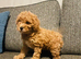 Cavapoo f1b teddy bear