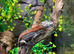 Red Stripe Gargoyle Gecko at Birmingham Reptiles