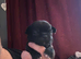 Pug cross