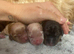 Show cocker x Shih Tzu