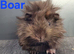 Beautiful Baby guinea pigs for sale