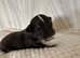 Long hair chihuahua
