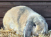 Harlequin lop female
