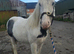 Beautiful temperament cob colt