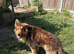 Friendly GSD boy