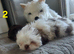 Imperial Shih Tzu puppies