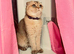 Beautiful 3-Year-Old Scottish Fold Girl - Golden Chinchilla