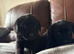Very chunky Labrador puppies