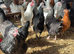 Hybrids chickens