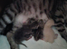 Lovely kittens