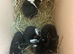 Lop babies mixed litter