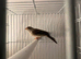 Gray Singing Finch 2025