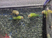 Plum headed parakeet babies parent reared