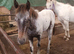 Quality foal few spot colt