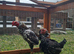 Young trio of mottled ko shamo chickens