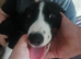Male border collie for sale
