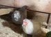 5 Pekin hens for sale