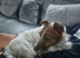 Jack Russel