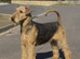 Gorgeous Airedale Litter!