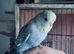 Semi-tame pretty baby budgie