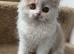 Fawn and white British longhair
