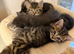 Kittens ready now