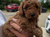 Four stunning maltipoo pups teacup size