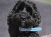 Stunning American Cockapoo puppies