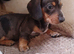 5 beautiful little dachshund puppies